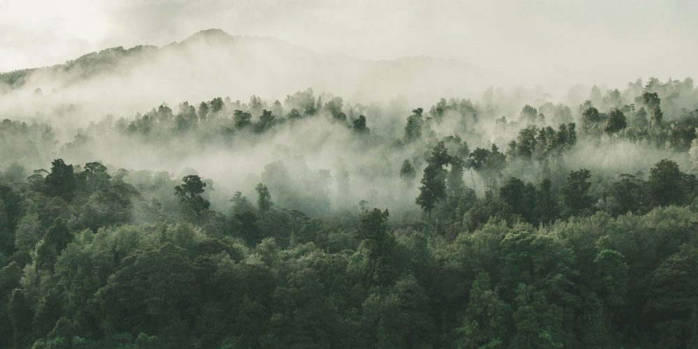 Tropenwaldstiftung OroVerde - Gebr. Lorenzen GmbH & Co. KG